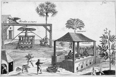 Produkcja cukru: Cukrownia i cukrownia - w „Ogólnej historii narkotyków, prostych i złożonych” autorstwa Pomet autorstwa Unknown artist