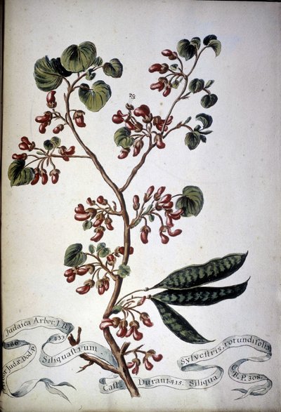 Sylvestris rotundifolia. Zielnik z XIX wieku. autorstwa Unknown artist