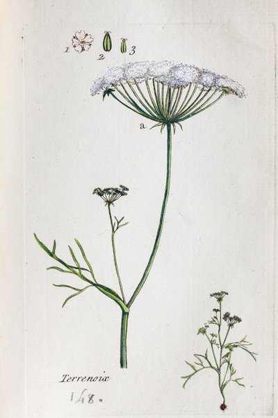 Terrenoix (Terre-Noix, Nox de Terre) autorstwa Unknown artist