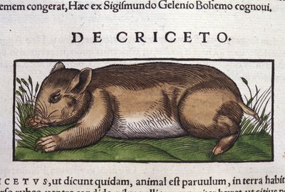 Chomik w historii zwierząt Conrada Gesnera (1516-1565), Tiguri autorstwa Unknown artist