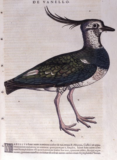 Czajka w Historia Animalium Conrada Gesnera (1516-1565), Tiguri autorstwa Unknown artist