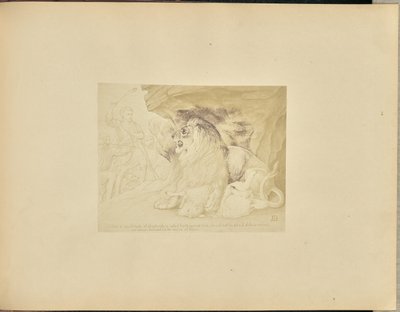 Lew autorstwa Unknown artist