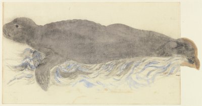 Mnicha Seal-Monachus monachus autorstwa Unknown artist