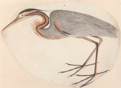 Purpurowa Czapla autorstwa Unknown artist