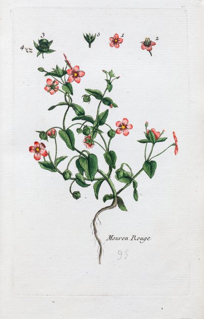 Szkarłatny Pimpernel autorstwa Unknown artist
