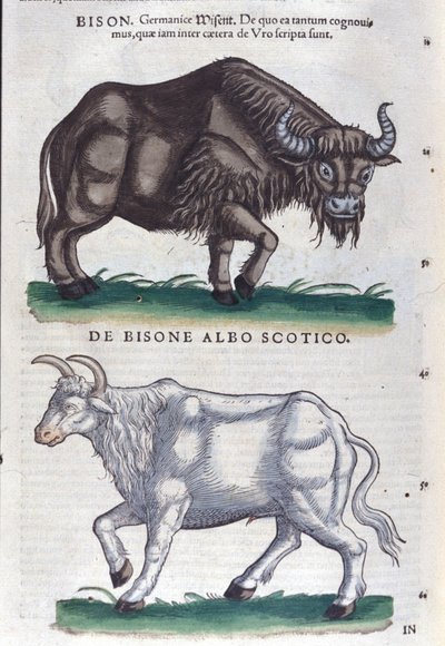 Żubr i biały żubr z Historia animalium Konrada Gesnera, Tiguri autorstwa Unknown artist