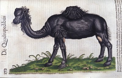Wielbłąd z Historii zwierząt Konrada Gesnera, Tiguri autorstwa Unknown artist