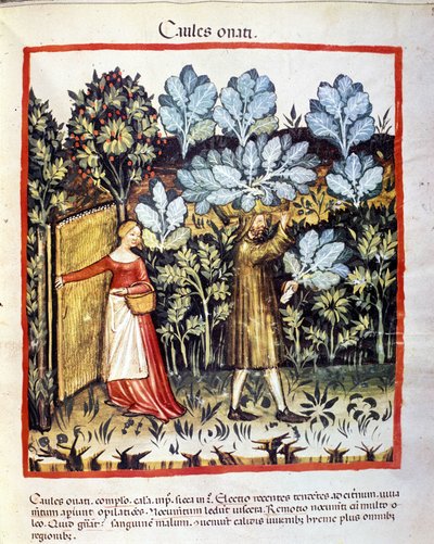 Uprawa kwiatu kapusty w ogrodzie warzywnym. Oświetlenie z doju medycyny i dietetyki „”Tacuinum sanitatis”” autorstwa Unknown artist