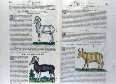 Podwójna strona czworonogów w Historia Animalium Conrada Gesnera (1516-1565), Tiguri autorstwa Unknown artist