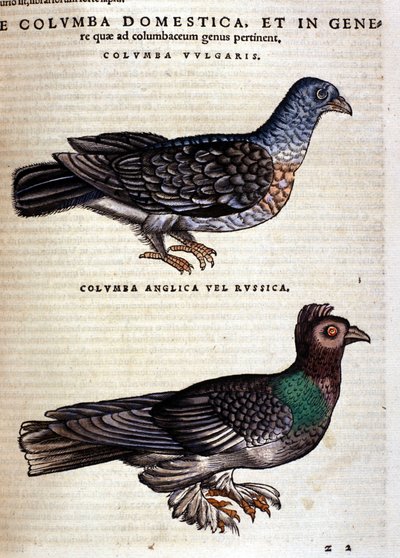 Gołąb według Historii Animalium Conrada Gesnera, Tiguri 1560. Biblioteca Nazionale Braidense. Mediolan autorstwa Unknown artist