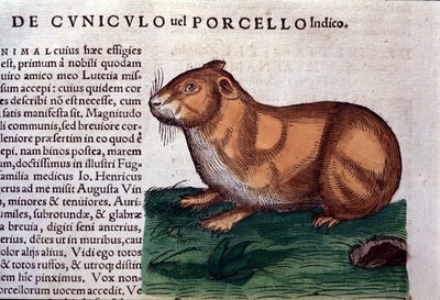 Świnka morska wg Historia animalium Konrada Gesnera, Tiguri autorstwa Unknown artist