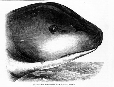 Głowa gigantycznego węża morskiego została zauważona przez załogę HMS Daedalus w 1848 roku. Grawerowanie Era. autorstwa Unknown artist