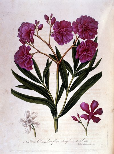 Wawrzyn różowy (oleander) - zielnik z XVIII wieku. autorstwa Unknown artist