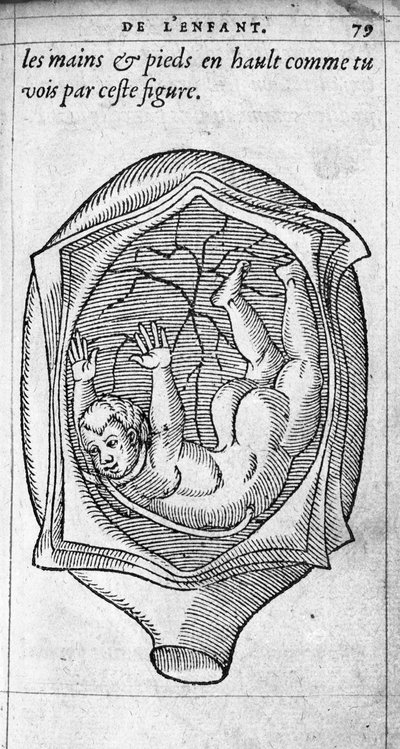 Pozycja płodu w macicy podczas ciąży. Rycina z „De la generation des enfants” autorstwa francuskiego lekarza i chirurga Ambroise Pare (1509-1590) XVI wiek autorstwa Unknown artist