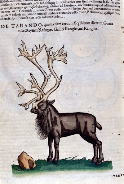 Renifer wg Historia animalium Konrada Gesnera, Tiguri autorstwa Unknown artist