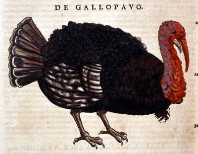 Indyk według Historia Animalium Conrada Gesnera, Tiguri 1560. Biblioteca Nazionale Braidense. Mediolan autorstwa Unknown artist