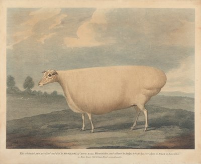 Ta słynna owca została wyhodowana i nakarmiona przez pana Wilcoxa. autorstwa Unknown artist