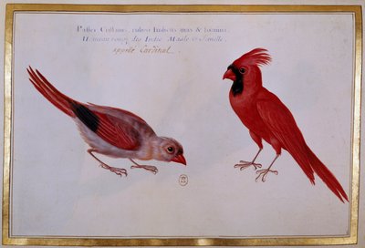 Dwa ptaki kardynała, czerwony wróbel Indii. Tablica ornitologiczna z XVIII wieku. Paryż, B.N. autorstwa Unknown artist