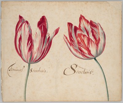 Dwa tulipany (recto); Jeden tulipan (verso) autorstwa Unknown artist