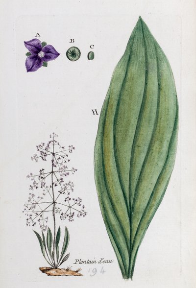 Babka wodna autorstwa Unknown artist