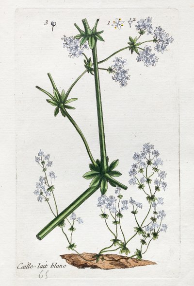 White Quail lub Soft Bedstraw autorstwa Unknown artist