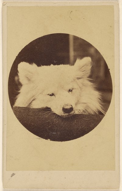 [Biały pies z brodą na poduszce]. autorstwa Unknown artist
