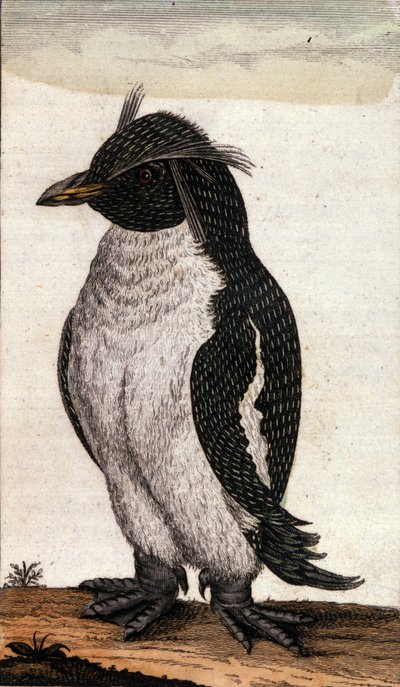 Wykres zoologiczny przedstawiający ptaka Diomedea z rodziny Albatross. Grawerowanie XVIII wieku autorstwa Unknown artist