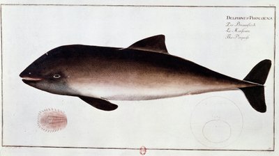 Zoologia: plansza przedstawiająca morświna, ssaka wodnego. Druk z początku XVIII wieku B.N. Paryż autorstwa Unknown artist