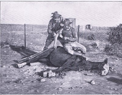 Wąska ucieczka. Ranny zwiadowca, któremu zastrzelono konia, z książki After Pretoria: The Guerilla War wydanej przez Harmsworth Bros Limited autorstwa Unknown photographer