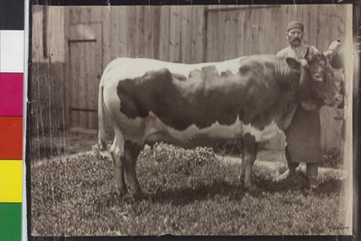 Krowa - Pinzgau Gelbscheck autorstwa Unknown photographer