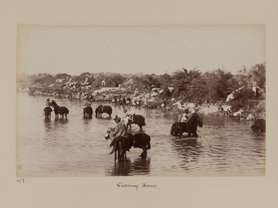 Kawalerzyści indyjscy podający konie podczas Obozu Ćwiczeń w Delhi autorstwa Unknown photographer