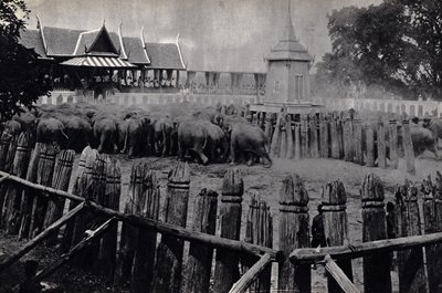 Królewskie słonie Bangkoku autorstwa Unknown photographer