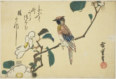 Wilga czarnowłosa na gałęzi kamelii autorstwa Utagawa Hiroshige