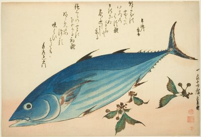 Bonito i skalnica, z serii ryb bez tytułu autorstwa Utagawa Hiroshige