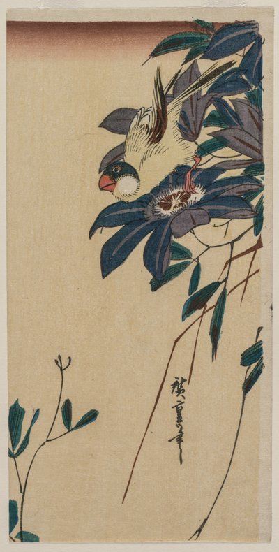 Grubodziób i Clematis autorstwa Utagawa Hiroshige