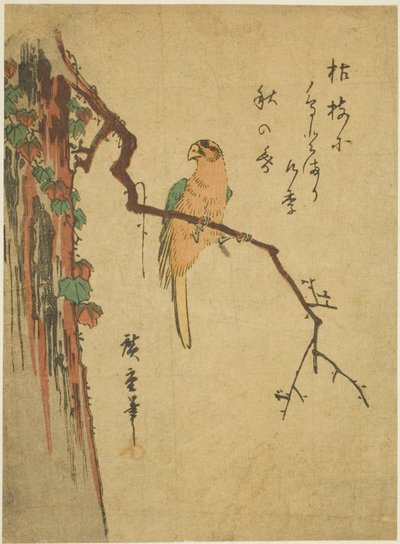Ara na porośniętym bluszczem drzewie autorstwa Utagawa Hiroshige