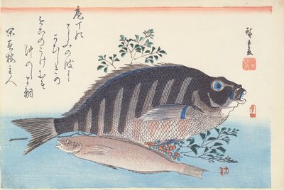 Shimadai i Ainame, z cyklu „Duża ryba”, Szkoła Utagawa, ok. 1930 r. 1840-42 (drewnodruk ręcznie barwiony na papierze) autorstwa Utagawa Hiroshige