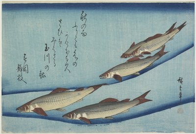 Słodka ryba, 1832-1833 autorstwa Utagawa Hiroshige