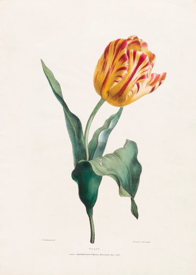 Antyczny nadruk tulipanów autorstwa Valentine Bartholomew autorstwa Valentine Bartholomew