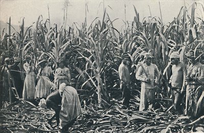 Plantacja trzciny cukrowej, 1916 autorstwa Valentine and Sons Ltd