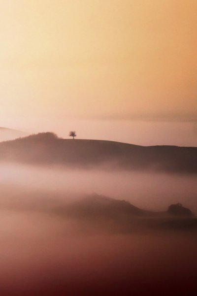 Lone Tree Złota Mgła autorstwa Vanja Tajnsek