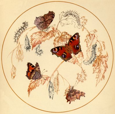 „Paw, mały szylkret i motyle przecinkowe…”, lata 30., 1945. autorstwa Vere Temple
