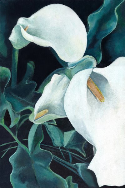 Eleganckie białe lilie calla autorstwa Viccy Wanliss