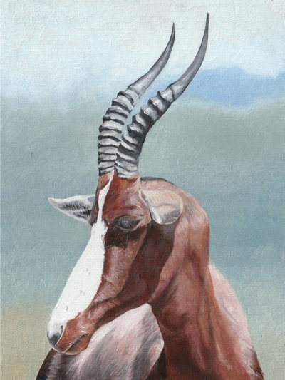 Spokojny portret blesboka autorstwa Viccy Wanliss