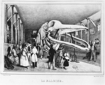 Wieloryb w Muzeum Historii Naturalnej w Paryżu, ok. 1840 r. autorstwa Victor Adam