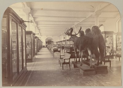 Pl. II. Niższe piętro: Ssaki autorstwa Victor Prevost, Gaston L. Feuardent and Co., New York