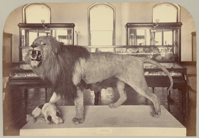 Pl. IX. Lew afrykański autorstwa Victor Prevost, Gaston L. Feuardent and Co., New York