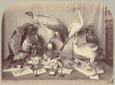 Pl. XIII. Ptaki autorstwa Victor Prevost, Gaston L. Feuardent and Co., New York