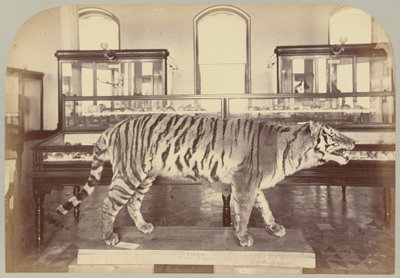 Pl. XI. Tygrys bengalski autorstwa Victor Prevost, Gaston L. Feuardent and Co., New York