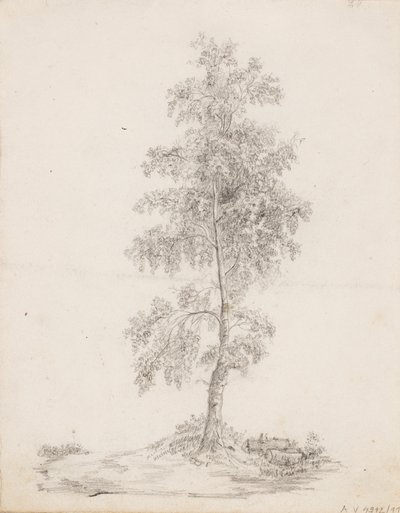 Brzoza autorstwa Victoria Åberg